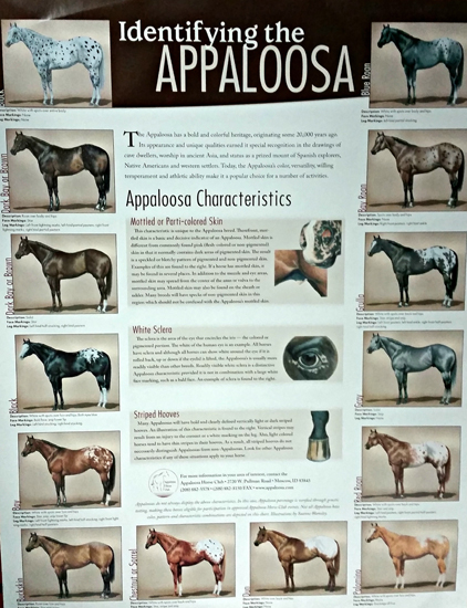 Identifying Appaloosas