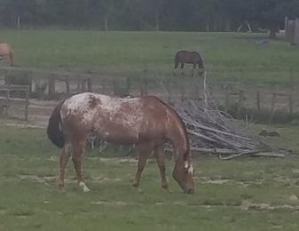 american girl appaloosa horse